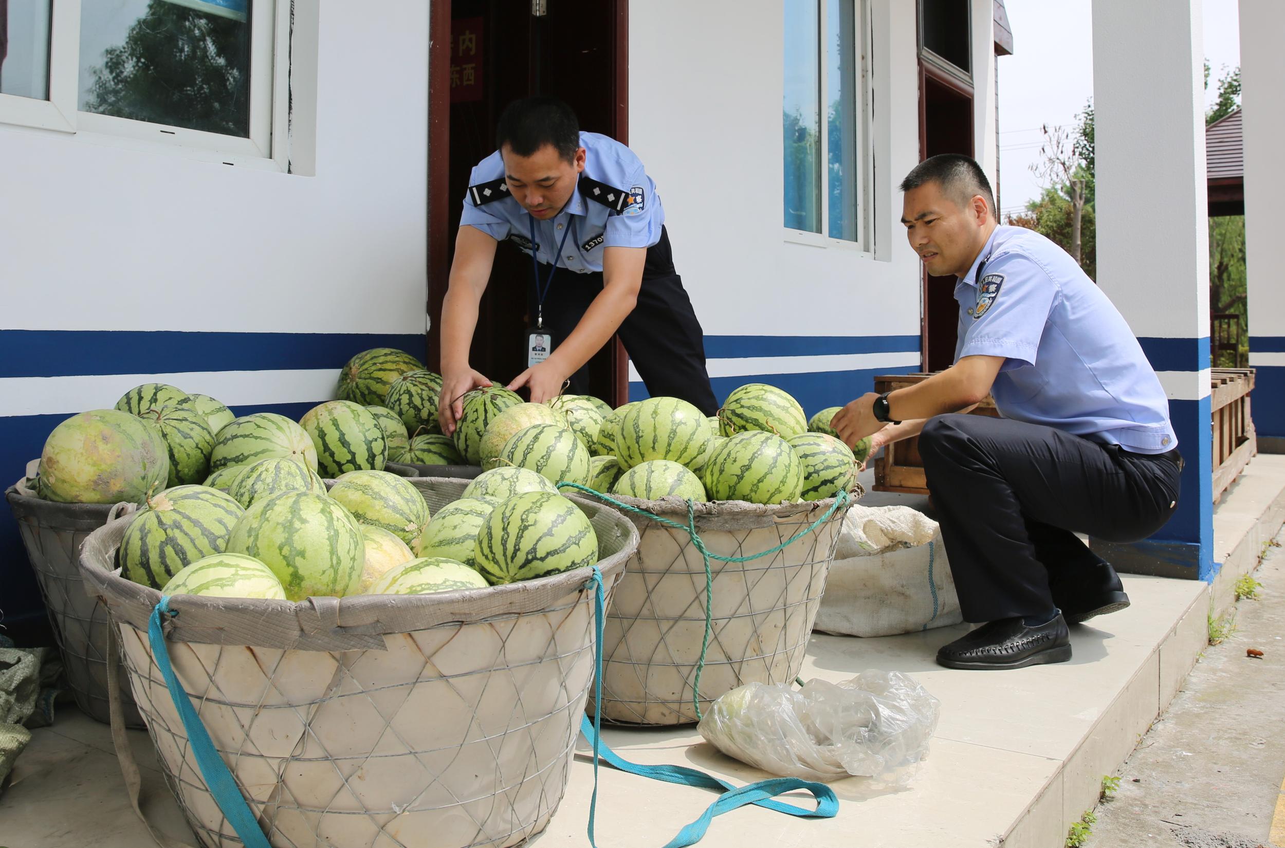 为贪小便宜干起偷瓜行当 结果被平阳警方一网打尽