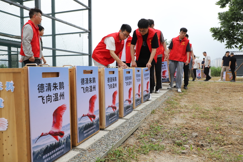 “东方宝石”朱鹮首次落户三垟湿地 温州再添生态新名片