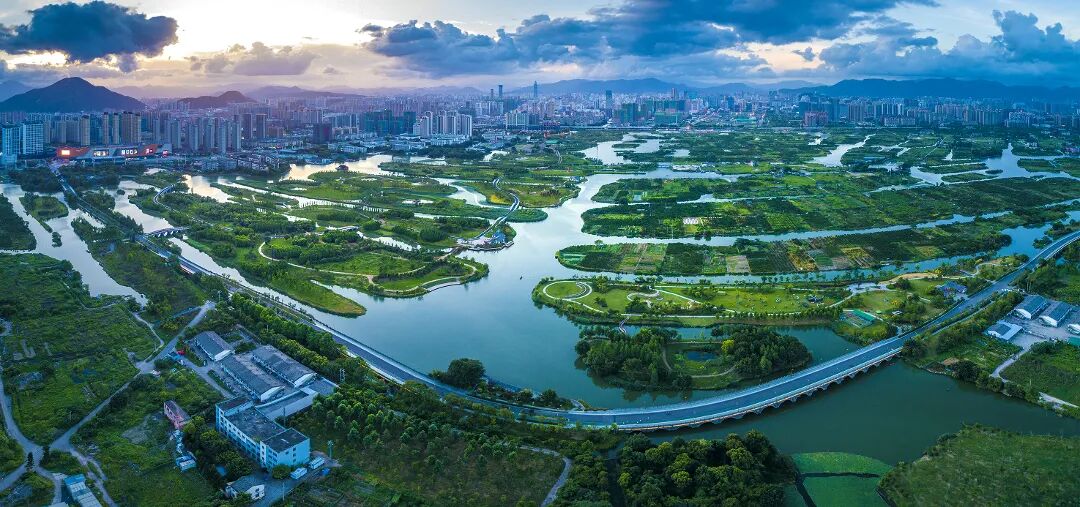 鸟类从51种增至179种!三垟湿地何以“鹭”人皆知?